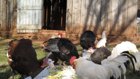 Le chant du coq n’est pas nuisance : la cour d’appel de Chambéry a tranché