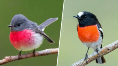 Un photographe australien prend en photo des rouges-gorges de toutes les couleurs