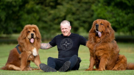 Photos : ces mastiffs tibétains sont si grands que les gens les prennent pour des lions