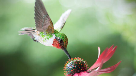 Une artiste fabrique des oiseaux en papier méticuleusement découpés, si réalistes qu’on dirait qu’ils sont sur le point de s’envoler