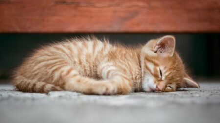 Cette école primaire a fait le choix d’accueillir deux chatons pour faciliter le calme et la responsabilité des enfants