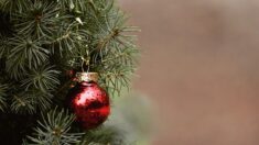 Bordeaux : un « vrai » sapin de Noël installé devant la cathédrale, près du sapin de verre et d’acier