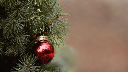 Bordeaux : un « vrai » sapin de Noël installé devant la cathédrale, près du sapin de verre et d’acier