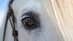 En Bourgogne, un cheval est sauvé par les pompiers le soir de Noël