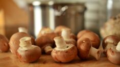 Les champignons pourraient-ils être la clé pour améliorer l’immunité ?