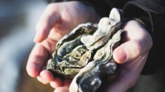 Il trouve une perle de 8 mm dans une huître pêchée à Pénestin, en Bretagne