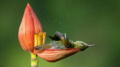 Lauréats du concours Bird Photographer Of The Year 2021 : les oiseaux comme vous ne les avez jamais vus