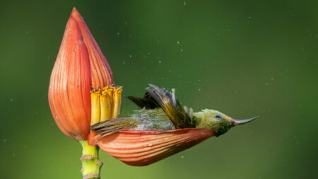 Lauréats du concours Bird Photographer Of The Year 2021 : les oiseaux comme vous ne les avez jamais vus