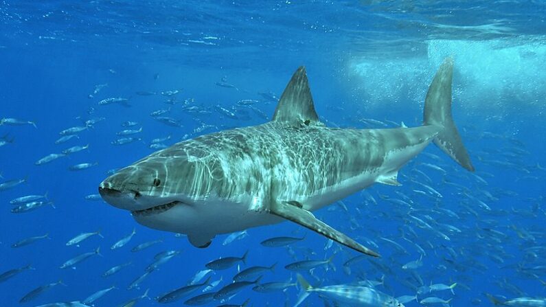 Un grand requin blanc (Image d'illustration). Crédit : Pterantula (Terry Goss)