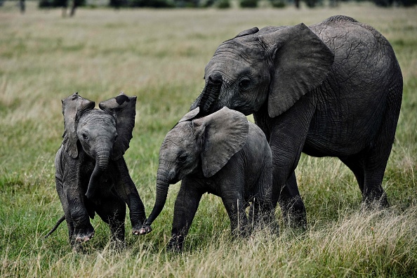  (Photo : TONY KARUMBA/AFP via Getty Images)