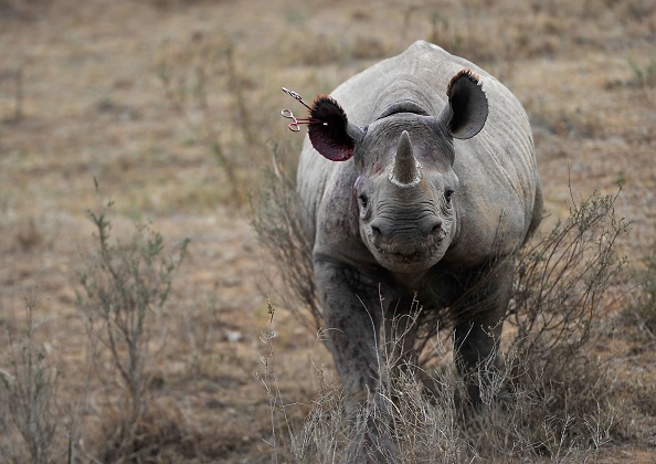       (Photo TONY KARUMBA/AFP via Getty Images)