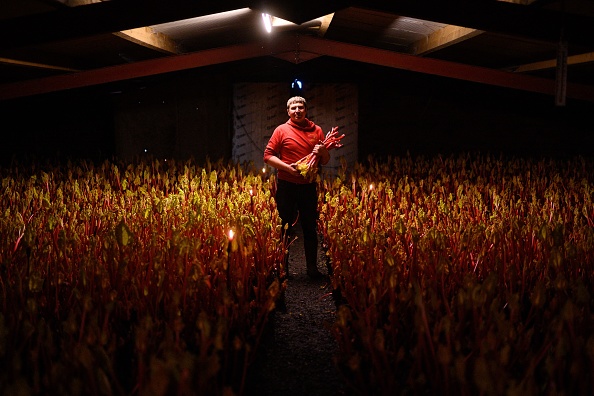 L'agriculteur Robert Tomlinson récolte de la rhubarbe forcée, à la lueur d'une bougie dans sa ferme dans le nord de l'Angleterre, le 13 janvier 2022. Photo par OLI SCARFF/AFP via Getty Images.