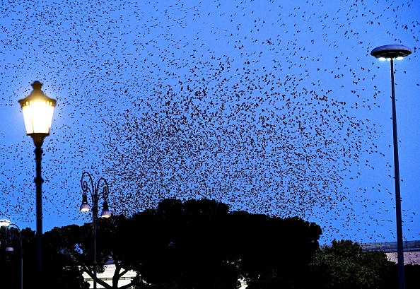 Des étourneaux hivernants survolent la Piazza au centre-ville de Rome le 14 janvier 2022. Photo de Vincenzo PINTO / AFP via Getty Images.