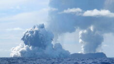 A Tonga, les habitants fuient le tsunami après l’éruption du volcan