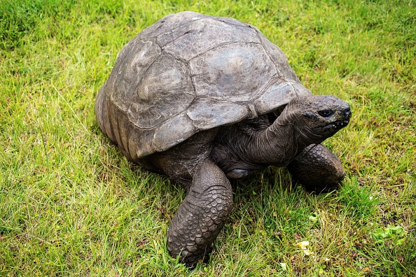 La tortue Jonathan. (GIANLUIGI GUERCIA/AFP via Getty Images)