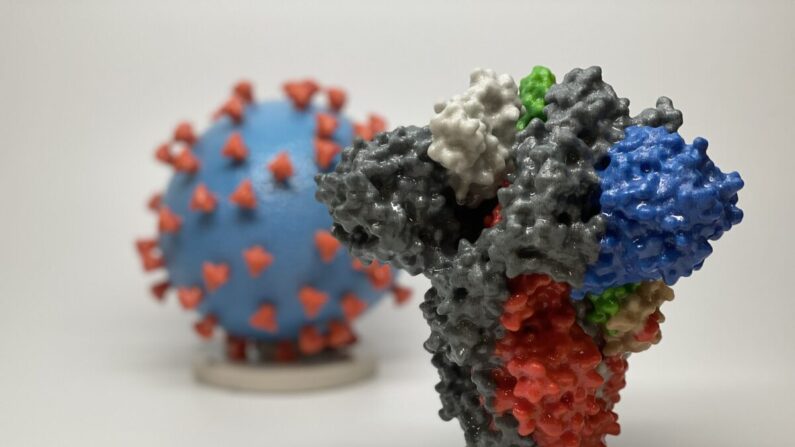 Impression 3D d'une protéine de pointe du SRAS-CoV-2 - le virus responsable du Covid-19 - devant une impression 3D d'une particule virale du SRAS-CoV-2. (Avec l'aimable autorisation du NIAID/RML)