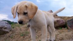 Marseille : volée sur sa terrasse, la petite labrador Sacha a retrouvé ses maîtres