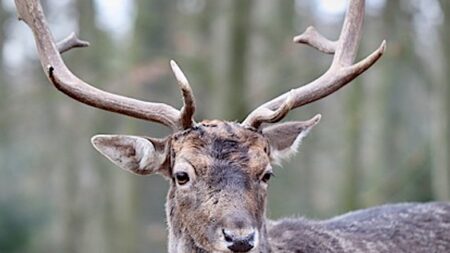 Oise :  un veneur tue un cerf près d’habitations, l’équipage suspendu 15 jours