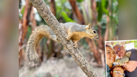 Un bébé écureuil sauvage s’est présenté sur le seuil de la porte d’une famille et n’est plus parti depuis