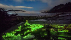 Des photos incroyables de champignons bioluminescents illuminant du bois flottant pendant l’éclipse lunaire