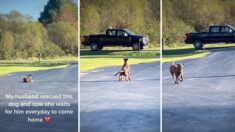 [VIDÉO] Un chien fidèle sauvé d’une mine attend tous les jours dans l’allée que son maître rentre du travail, sa vidéo devient virale