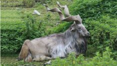 Dans le Gard un vieux bouc sauvage est accusé d’avoir bousculé un randonneur, des centaines d’internautes défendent l’animal