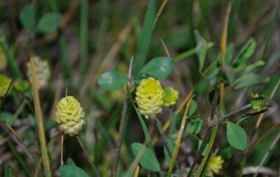 Haute-Garonne : pour sauver les abeilles, une association envoie gratuitement des graines à planter