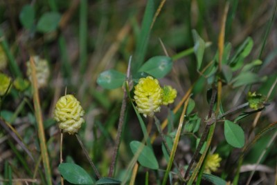 Mignonette est l'autre nom de la luzerne lupuline, tout comme la minette, ou encore le petit trèfle jaune.