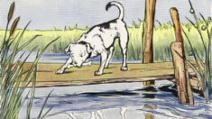 Les Fables d’Ésope : « Le chien et son reflet »