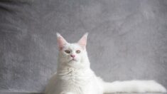 Ce chat Maine coon, tellement gigantesque qu’on le prend souvent pour un chien