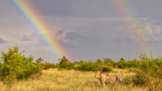 Un photographe prend une photo unique d’un lion sous un arc-en-ciel