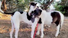 Même taille, mêmes taches : un petit cheval et un dogue allemand deviennent les meilleurs amis