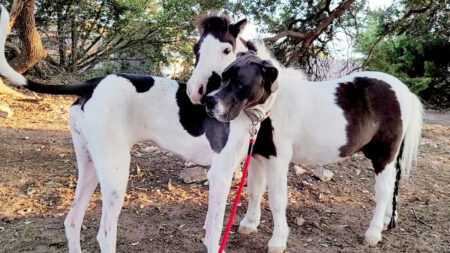 Même taille, mêmes taches : un petit cheval et un dogue allemand deviennent les meilleurs amis