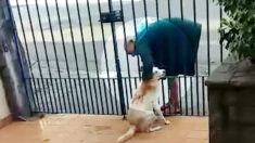 [VIDÉO] Un adorable chien ne peut cacher sa joie en voyant le sans-abri qui lui rend visite chaque jour