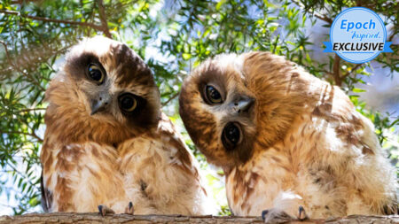 D’adorables chouettes aux grands yeux posent lors d’une séance photo touchante