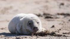 Un jeune phoque retrouvé mort à un kilomètre du littoral dans le Finistère : « un cas étonnant, très rare », selon un expert