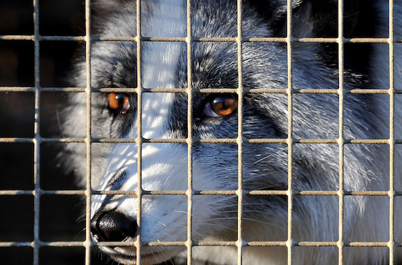 Le renard bleu originaire des régions polaires, est recherché pour sa fourrure gris bleu.  (Photo : VIKTOR DRACHEV/AFP via Getty Images)