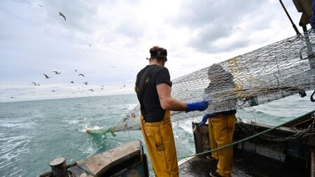 Manche : un imposant requin-taupe pris dans les filets d’un pêcheur, une ONG dénonce la pêche non sélective