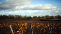 Obligée de travailler jusqu’au bout alors qu’elle est sur le point d’accoucher, une vigneronne dénonce la pénurie de main-d’œuvre de sa profession