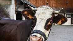 Neige, la vache égérie du salon de l’agriculture, a pris ses quartiers à Paris