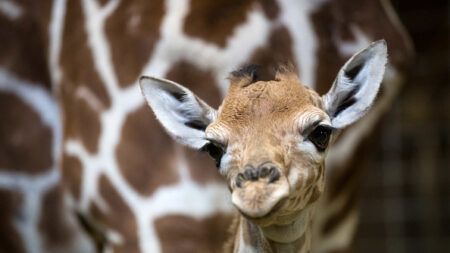 Zoo du bassin d’Arcachon : un girafon naît le jour de la Saint-Valentin