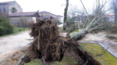 Moselle : les parents de la jeune femme tuée par un arbre portent plainte contre le cinéma d’Amnéville