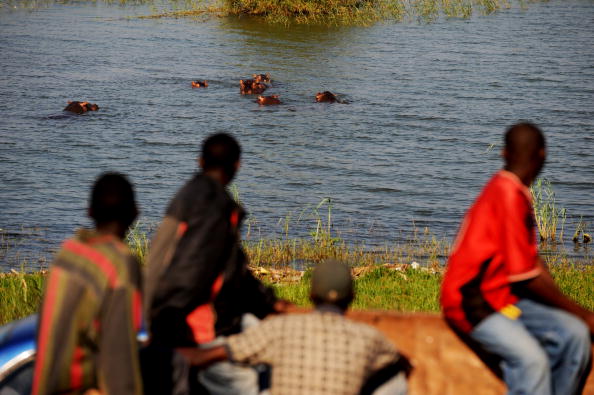 Le grand lac Tanganyika s'étend le long des frontières de la République démocratique du Congo, du Burundi, de la Tanzanie et de la Zambie, avec un groupe d'hippopotames qui s’y baigne. Photo ROBERTO SCHMIDT/AFP via Getty Images.