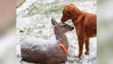 Une relation bien spéciale : un golden retriever et une biche sont les meilleurs amis du monde depuis 11 ans