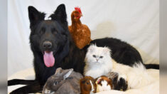 [Photos] Cet adorable berger allemand est le meilleur ami de dizaines d’animaux différents