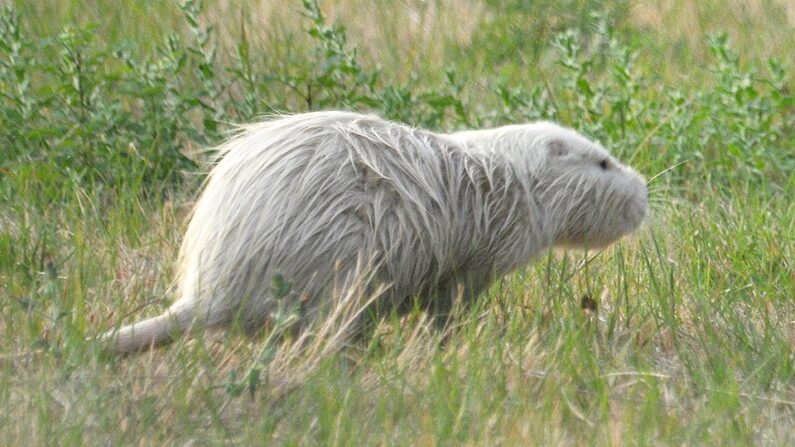 Un ragondin albinos - Par KARELEM, CC BY-SA 4.0 , via Wikimedia Commons