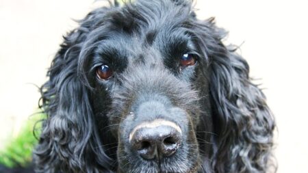 Finistère – Le SOS d’une mère pour retrouver le chien de son fils handicapé : « On remue ciel et terre »