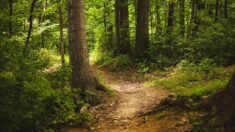 Bas-Rhin : une promeneuse se blesse en marchant sur un piège à VTT avec des clous en forêt