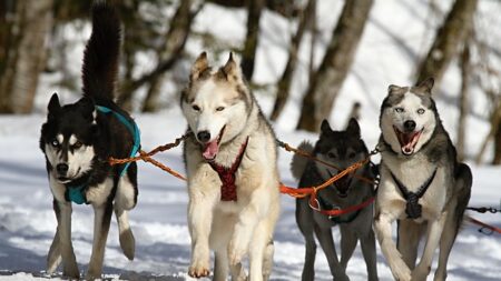 Jura : la plus ancienne course française de chiens de traîneau a eu lieu aux Fourgs