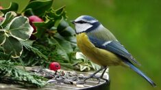 Savez-vous reconnaître les six espèces de mésanges qui viennent dans votre jardin ?